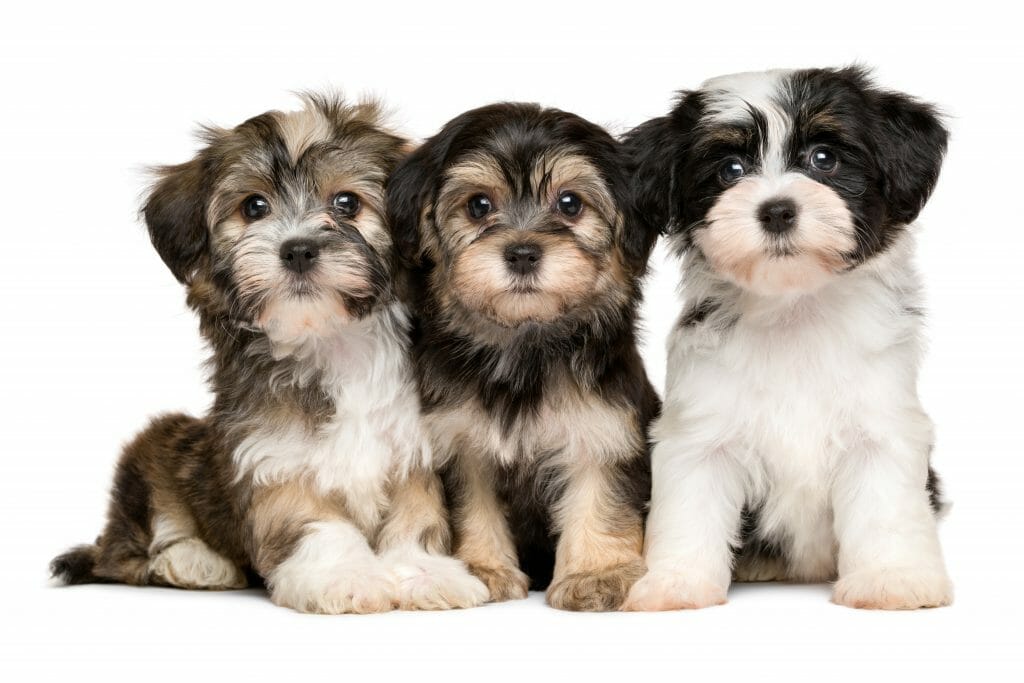 Three cute bichon havanese puppies are sitting next to each other, isolated on white background