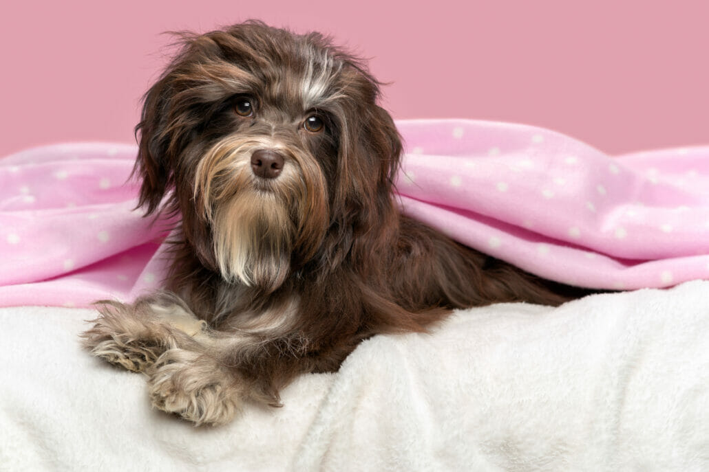 Cute lying chocolate Havanese dog in a bed