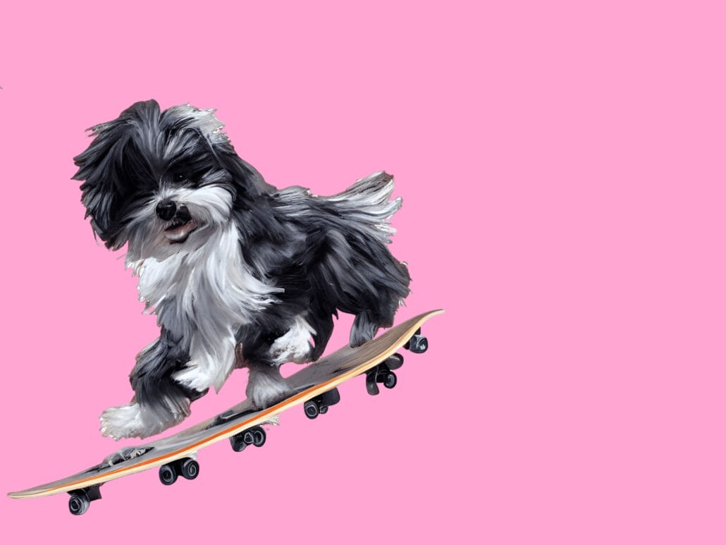 Havanese on Skateboard