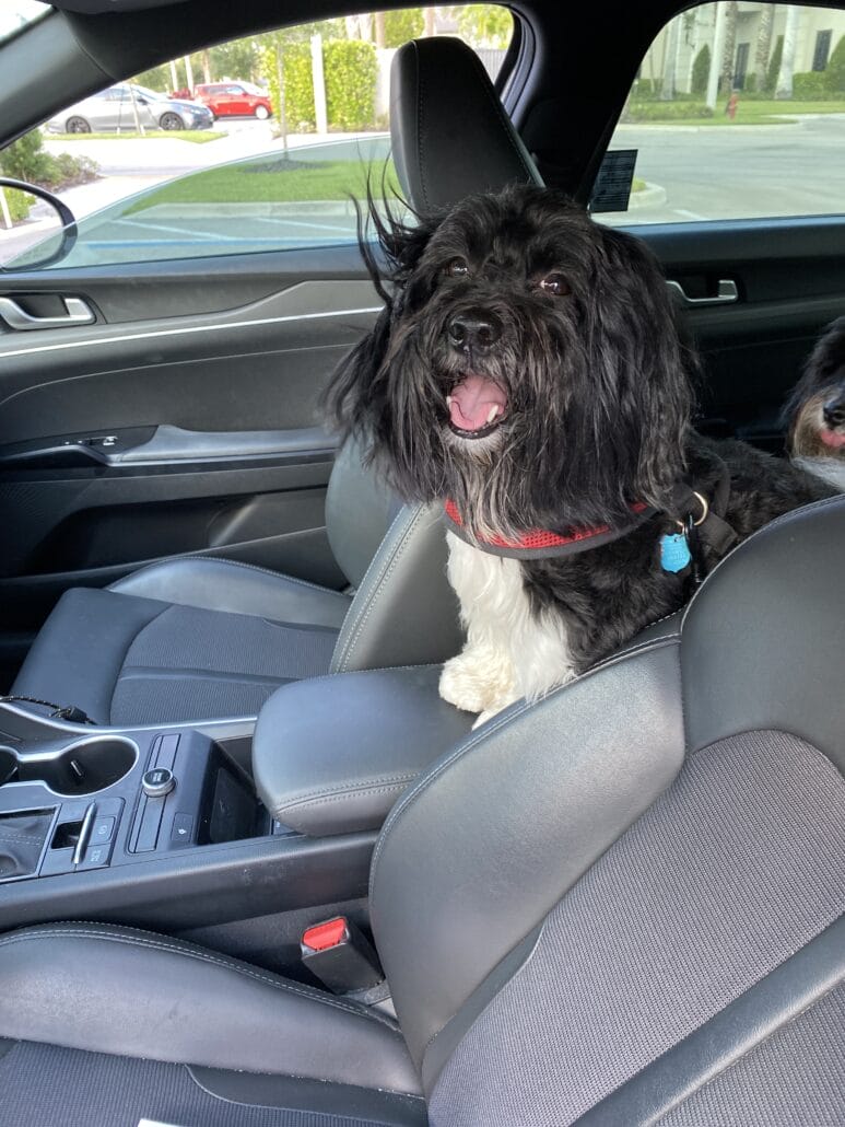 Two dogs sitting in the back seat of a car.