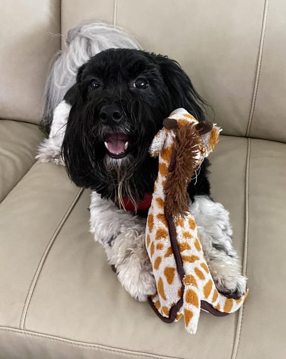 A black and white Havanese dog laying on a couch with a giraffe toy.