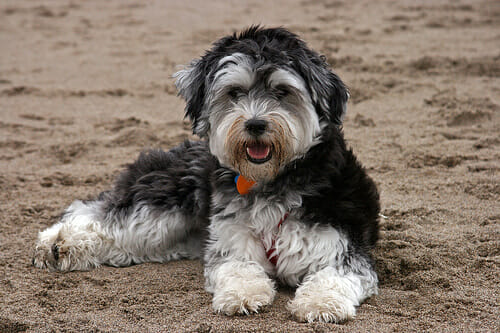 Some Observations About the Havanese Breed