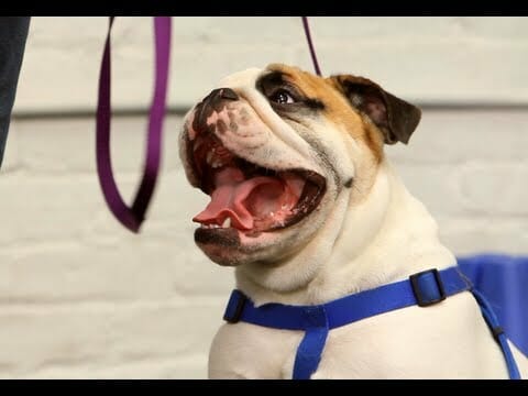How to Quiet a Barking Dog | Dog Training