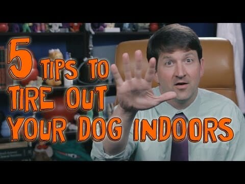 5 Tips for Tiring Out Your Dog Indoors