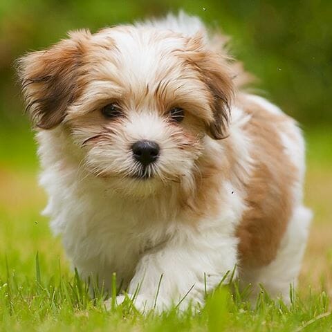 Does it get any cuter than this? No. The answer is no. #Havanese