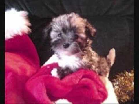 Havanese Puppies! Merry Little Christmas