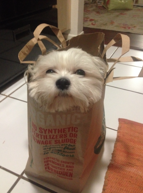 My kind of doggie bag…..