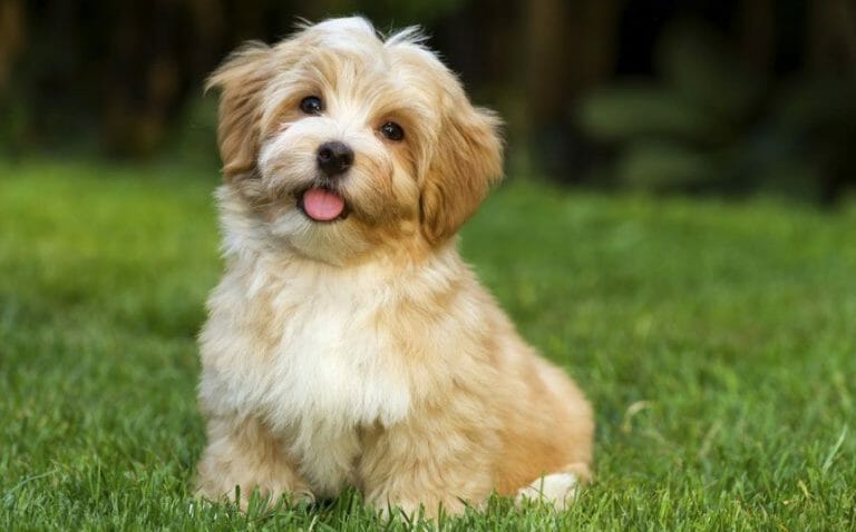 ​The Havanese is described as outgoing, funny, and intelligent.​ Their signature cheerful, springy gait equally matches their