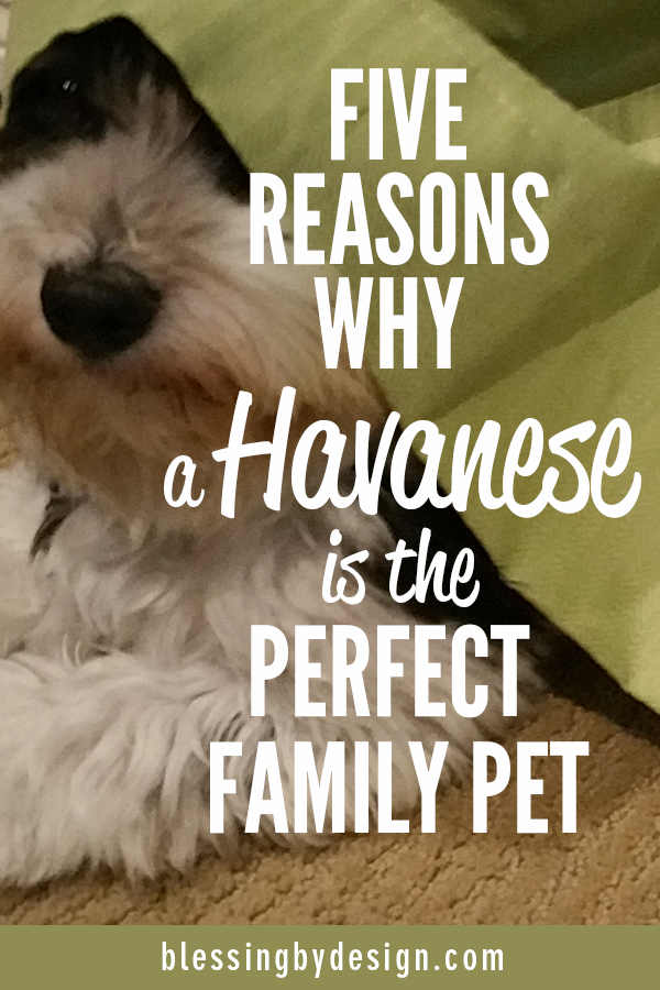 A Havanese is the perfect family pet!