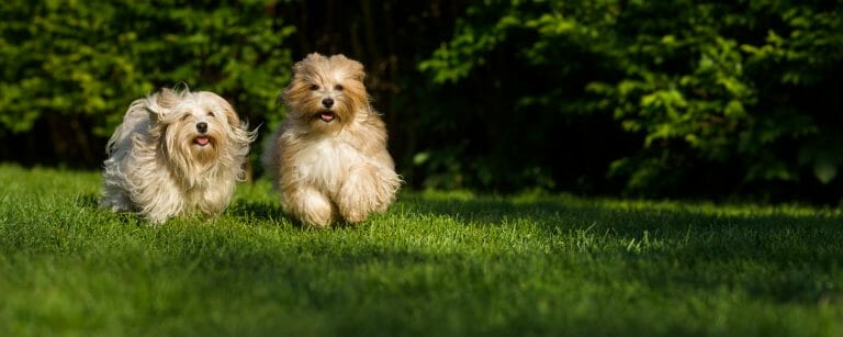 Tips on How to Groom a Havanese Dog or Puppy