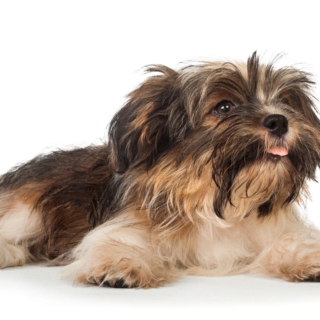 Best Havanese Dog Foods – Pros and Cons Table