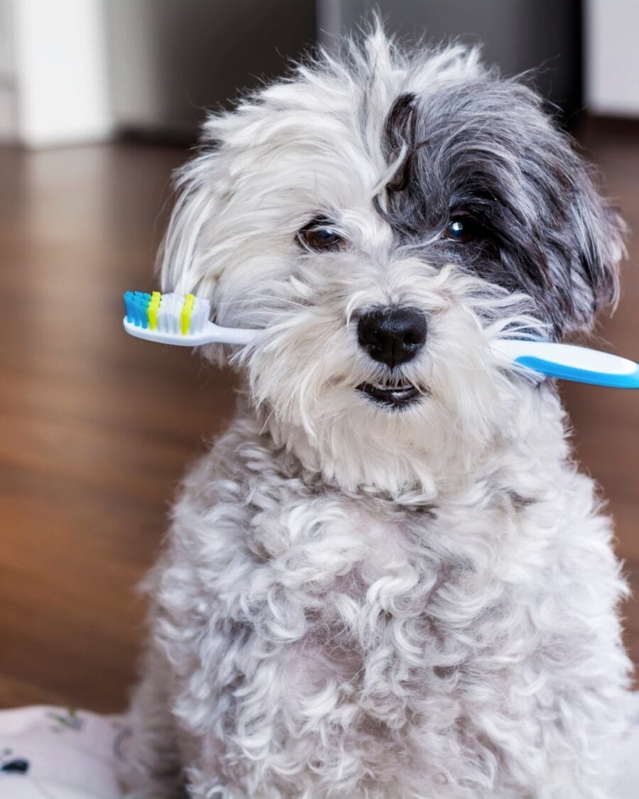 The Ultimate Guide to Dog Toothbrushes