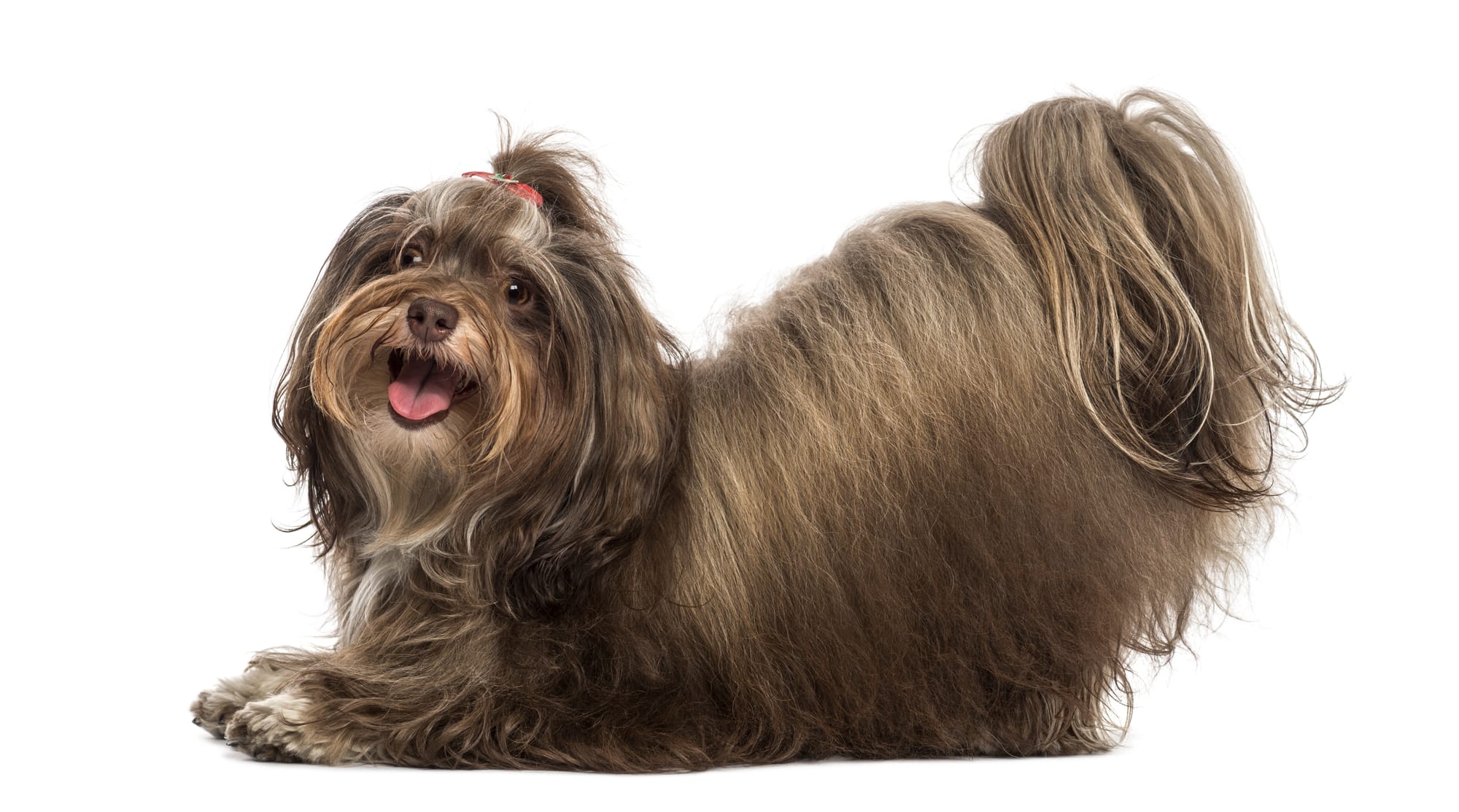 Havanese Haircut Trends: Stay Ahead of the Game with These Popular Styles