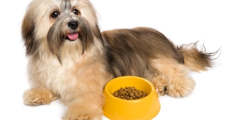 High Fiber Dog Food: A Complete Guide