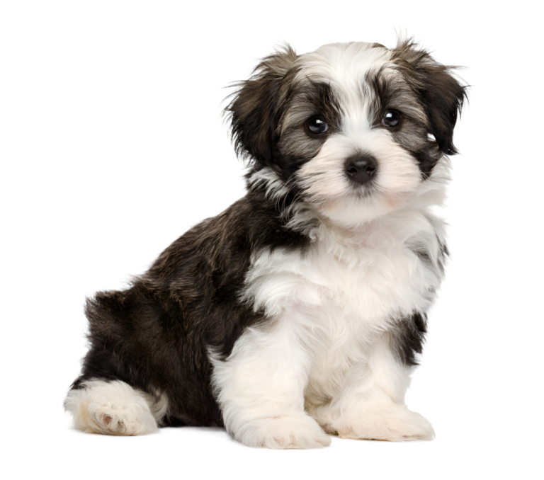 How to Socialize a Havanese Puppy