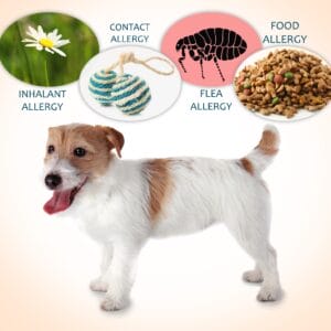 Allergies in Dogs: Causes, Symptoms, and Treatment