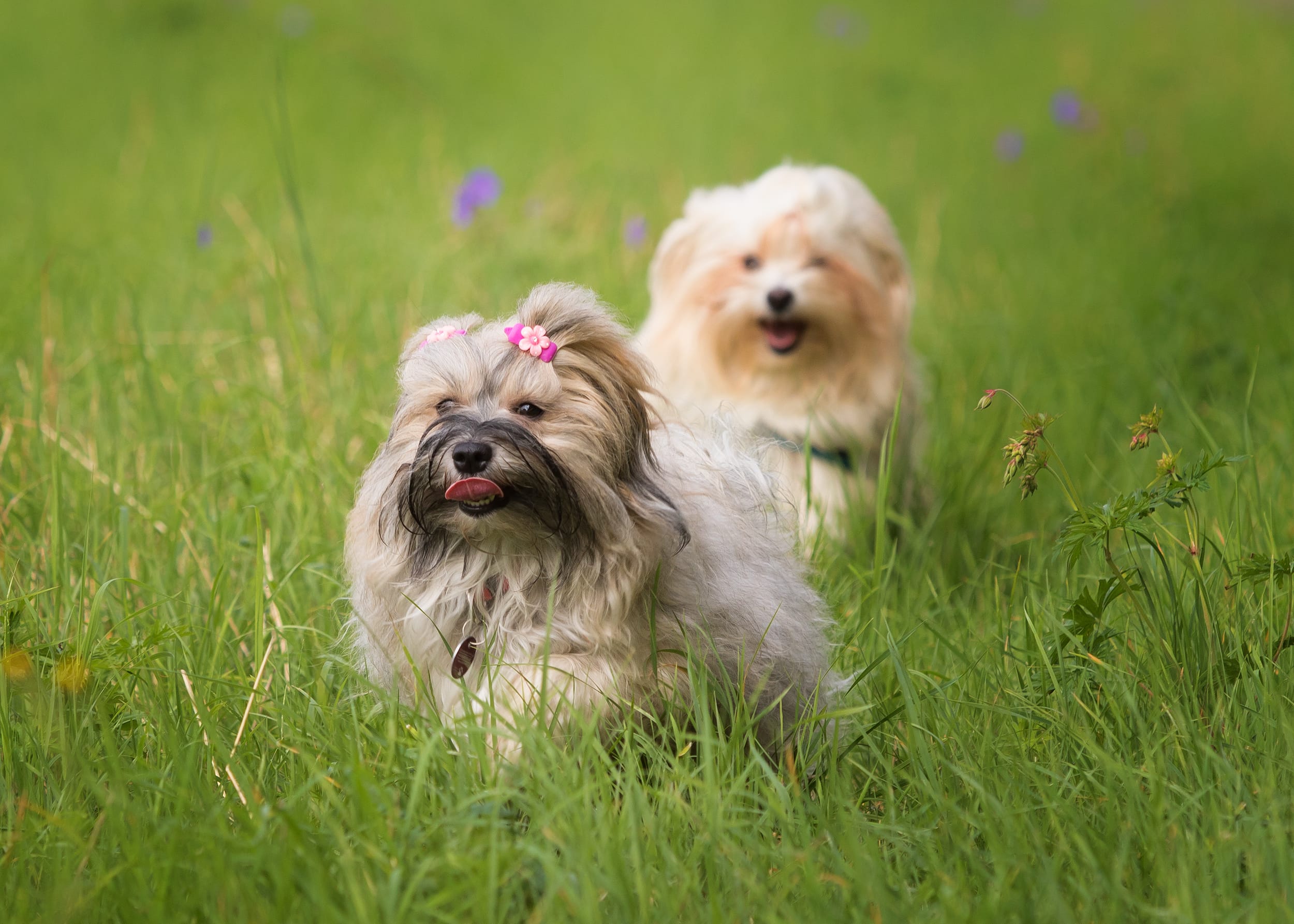 Unveiling the Best Places to Discover Havanese Puppies for Sale