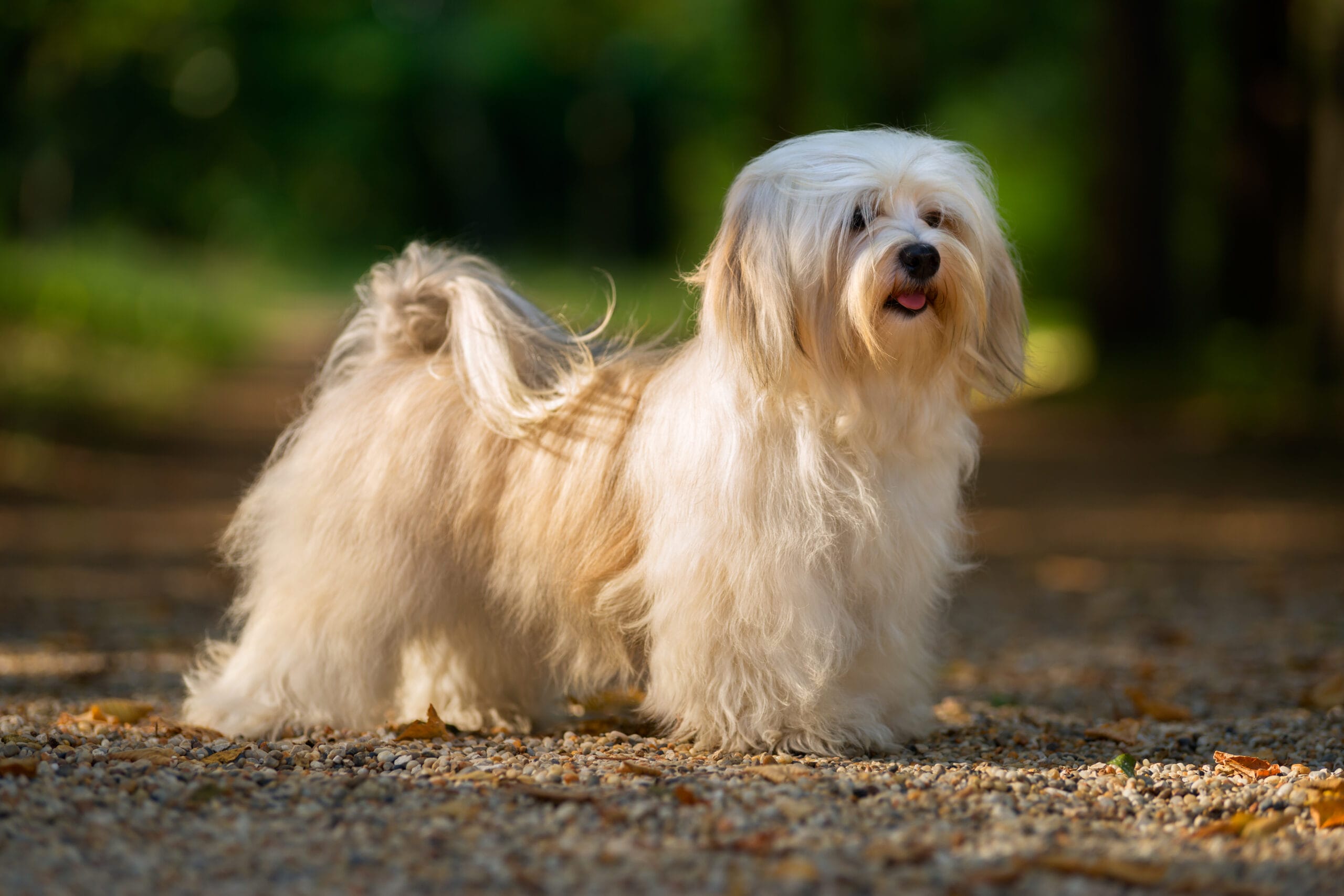 Havanese Dog-Proofing Your Home: Keeping Your Pup Safe and Happy