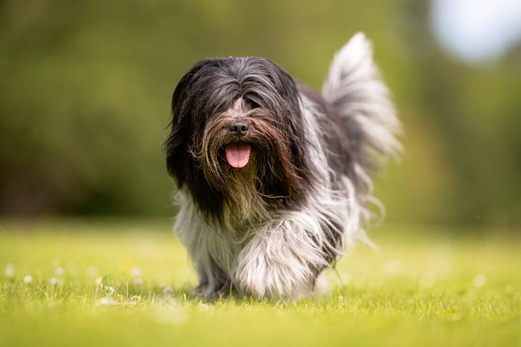 A black and white Havanese dog running through a grassy field.