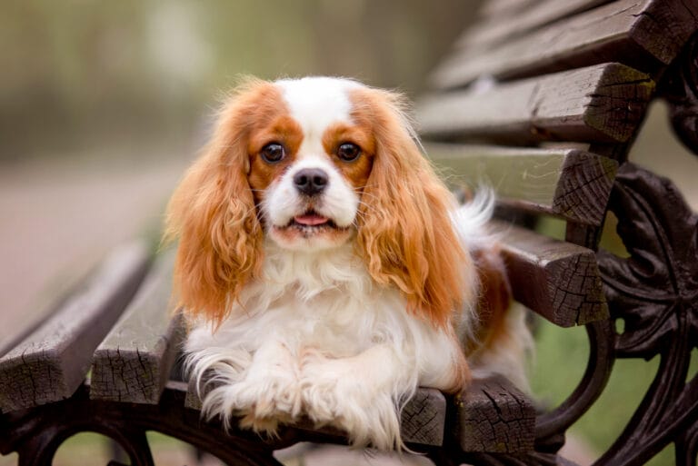 Five Underrated Small Dog Breeds You Should Consider