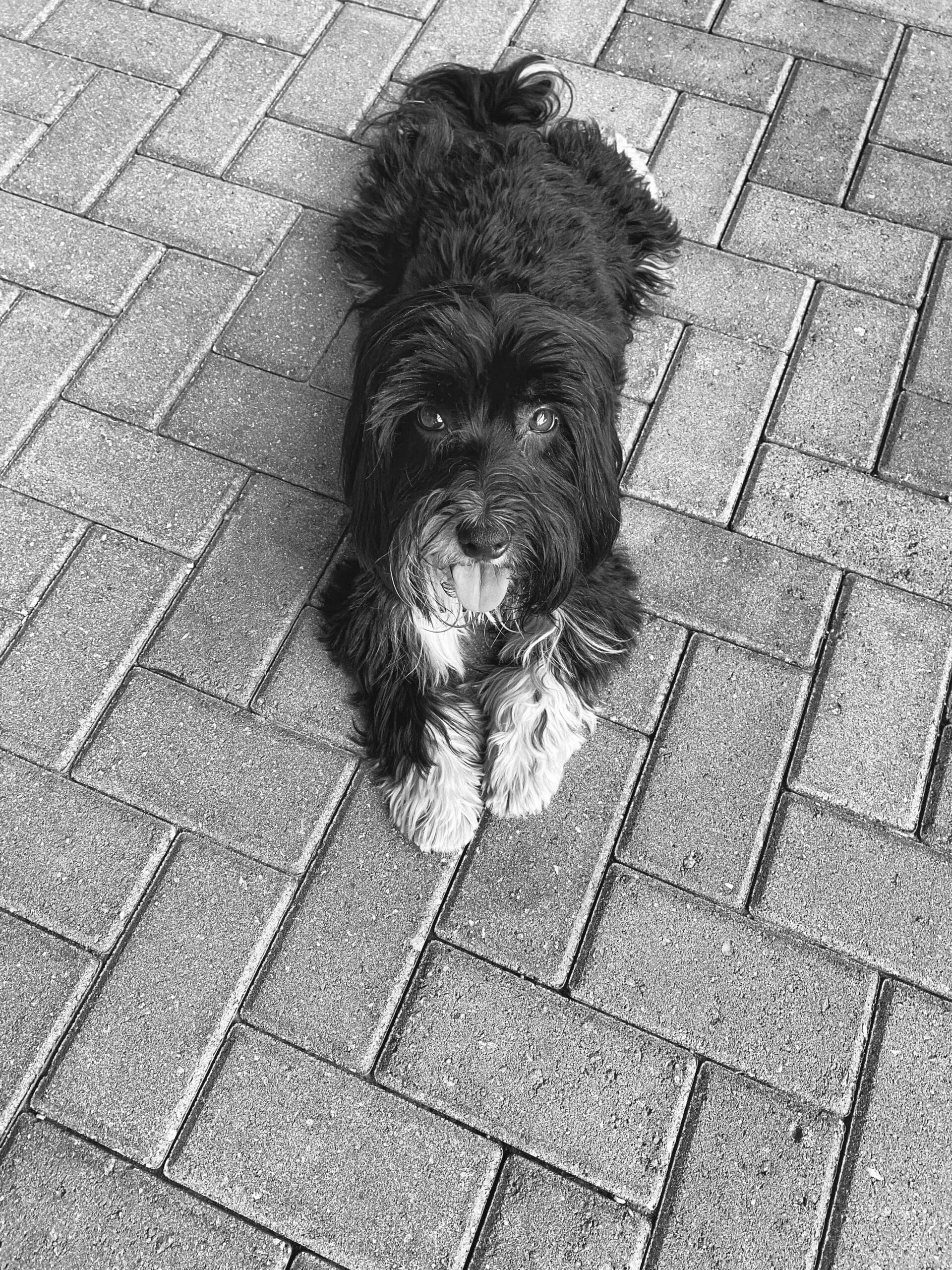 Black havanese dog laying on a patio