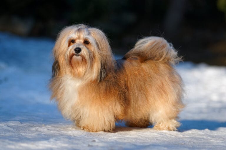 The Best Havanese Haircut Styles for Different Coat Types